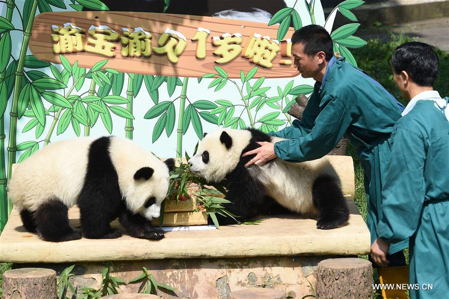 （社会）（1）重庆动物园为双胞胎大熊猫举办1岁生日会