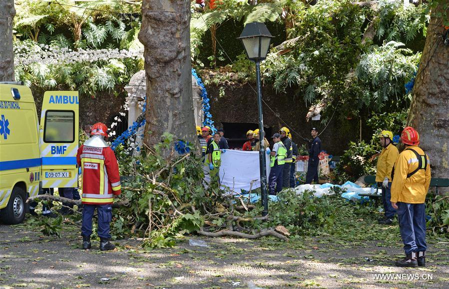 PORTUGAL-MADEIRA-TREE-COLLAPSE