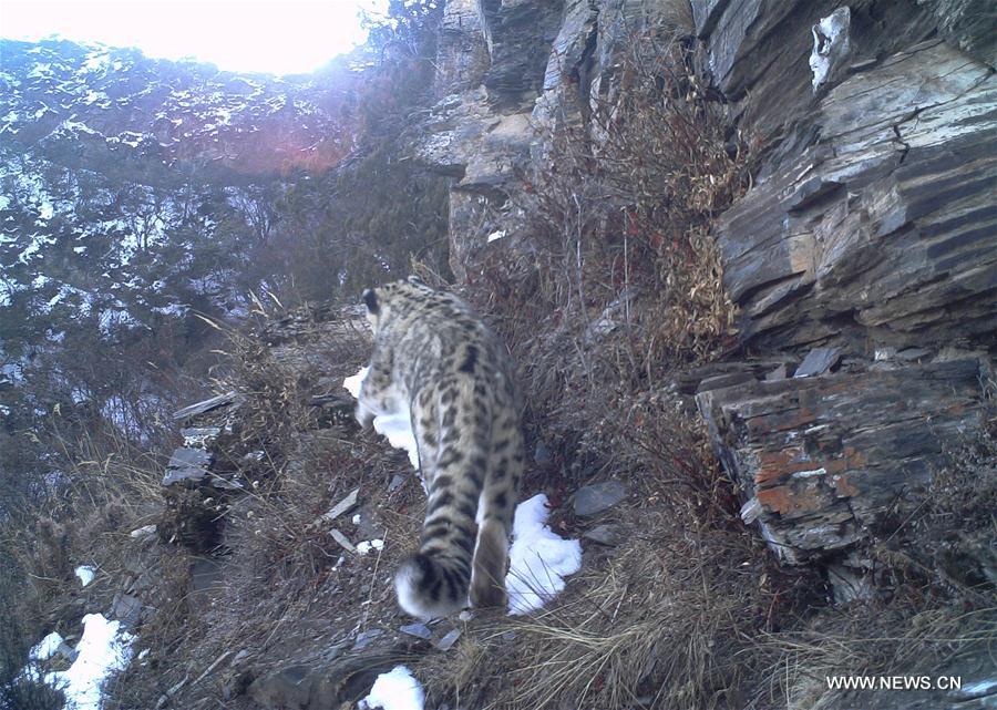 （环境）（2）西藏昌都怒江河谷拍摄到健康雪豹种群