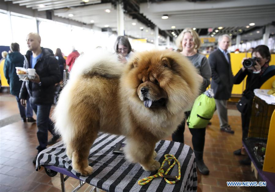 Etats-Unis : exposition canine à New York