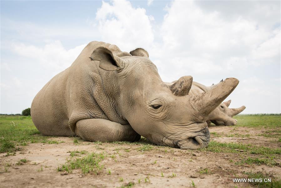 Kenya : mort du dernier rhinocéros blanc du Nord mâle au monde 