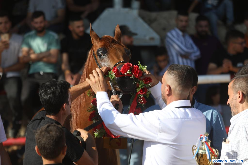 West Bank: beauty contest for purebred Arabian horses in Hebron – Xinhua English.news.cn