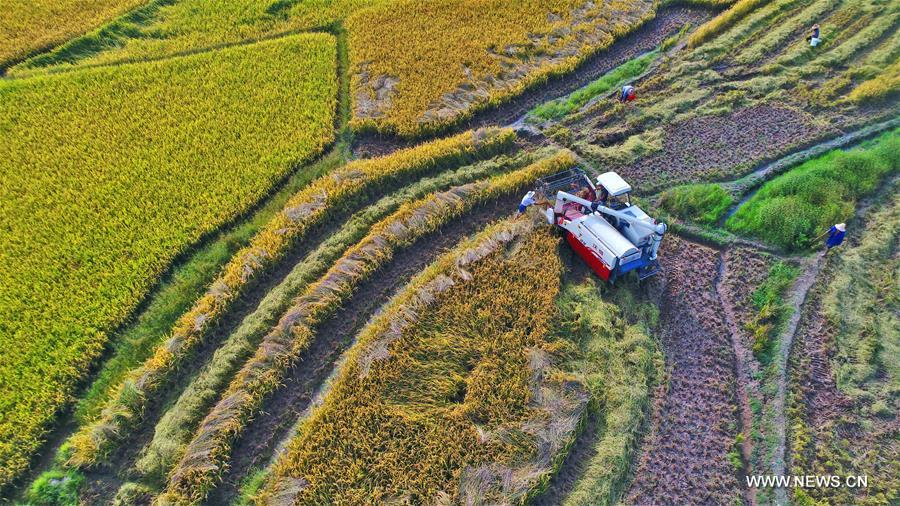 Chine : r&eacute;colte automnale