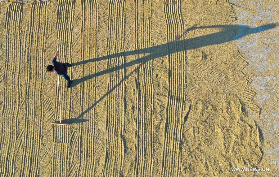 Chine : r&eacute;colte automnale