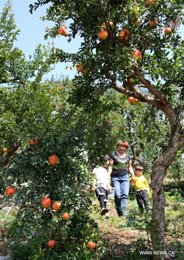 R&eacute;colte des grenades dans l'est de la Chine