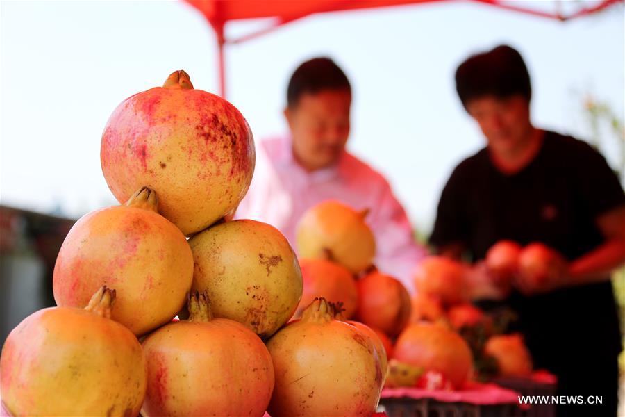 R&eacute;colte des grenades dans l'est de la Chine