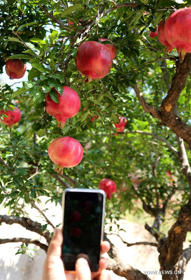 R&eacute;colte des grenades dans l'est de la Chine