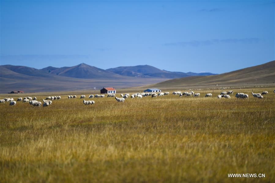 Chine : prairie en Mongolie int&eacute;rieure
