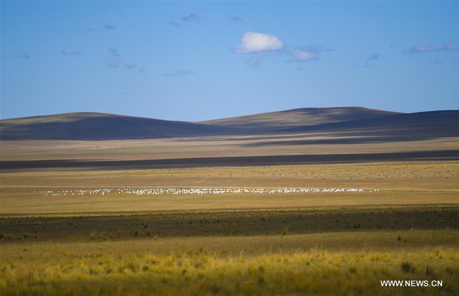 Chine : prairie en Mongolie int&eacute;rieure