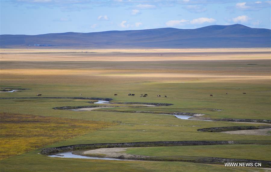Chine : prairie en Mongolie int&eacute;rieure
