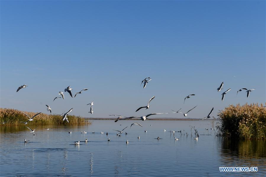 Chine : paysage du lac Juyan en Mongolie int&eacute;rieure