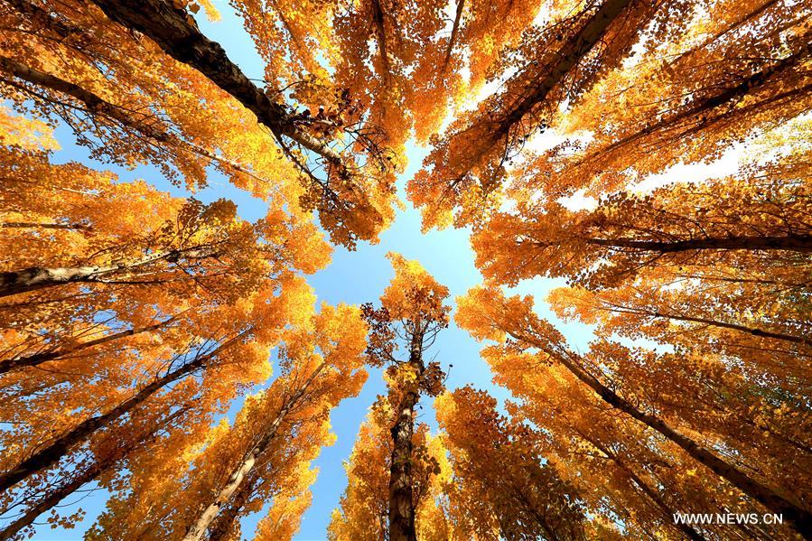 Paysages d'automne en Chine