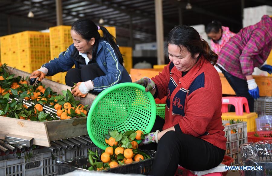 Chine : l'industrie fruitière au Guangxi