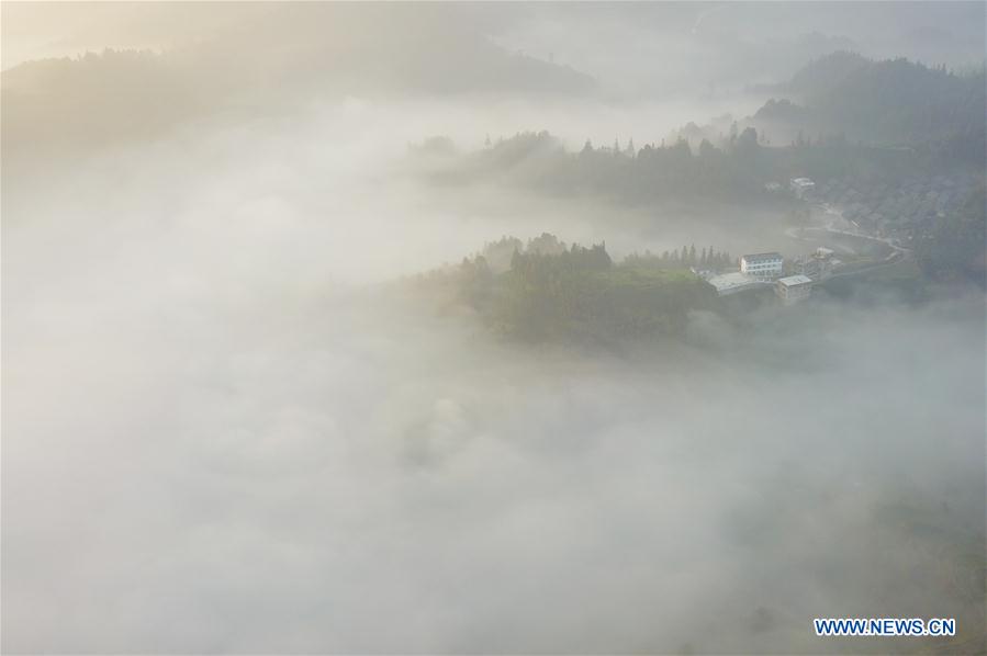 Chine : jardin de thé au Guangxi