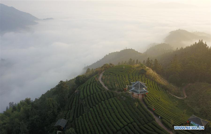 Chine : jardin de thé au Guangxi