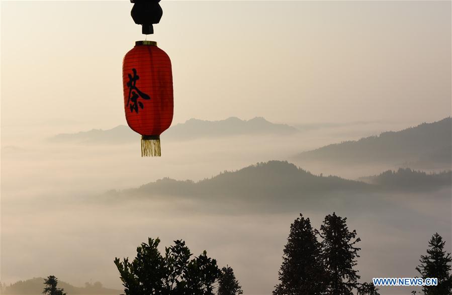 Chine : jardin de thé au Guangxi