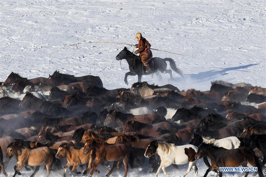 Des gardiens de troupeaux dressent des chevaux dans le nord de la Chine