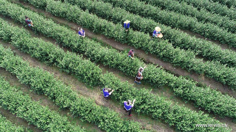 Chine : cueillette du th&eacute; au Guangxi