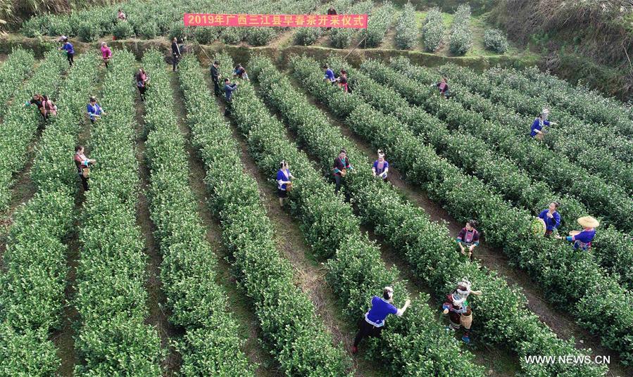 Chine : cueillette du th&eacute; au Guangxi