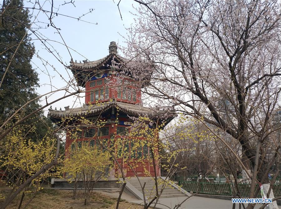 (BeijingCandid) CHINA-BEIJING-SPRING (CN)