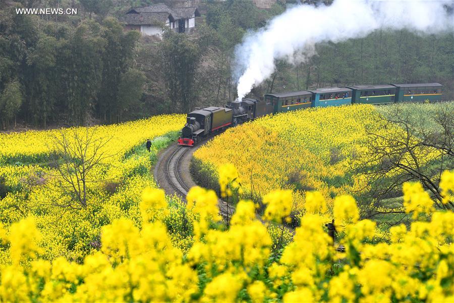 Chine : train à vapeur dans des champs de colza en fleurs