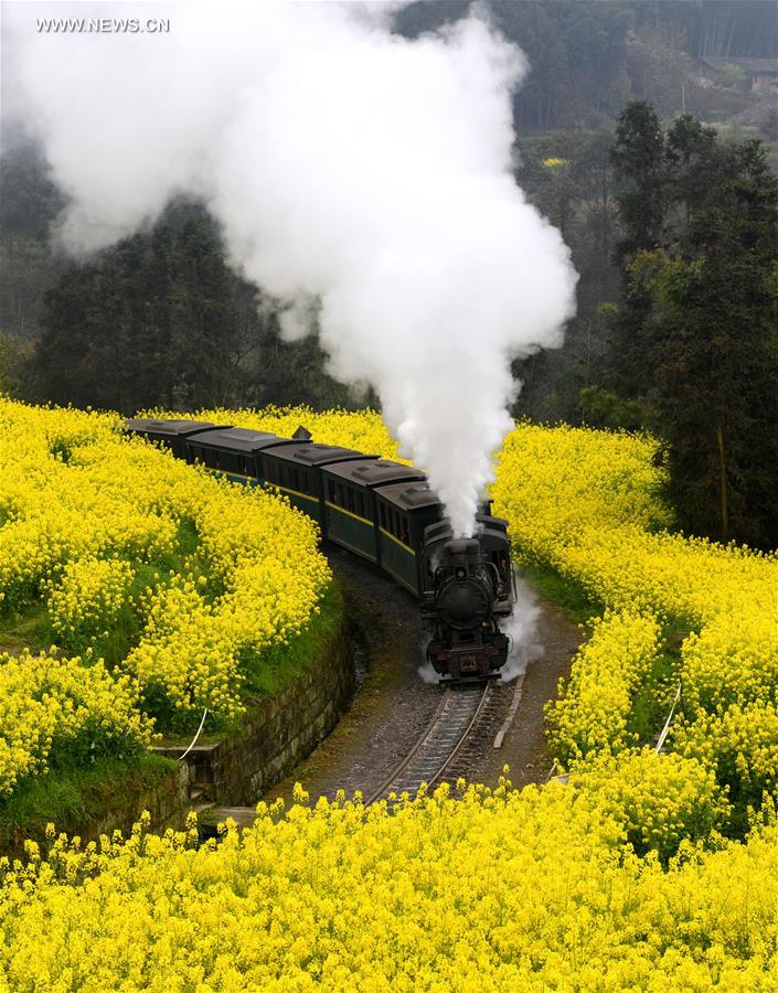 Chine : train à vapeur dans des champs de colza en fleurs