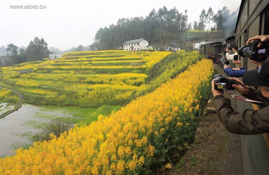 Chine : train à vapeur dans des champs de colza en fleurs