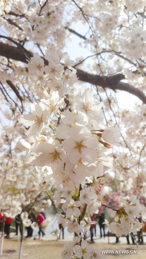 Cerisiers en fleurs à Beijing 