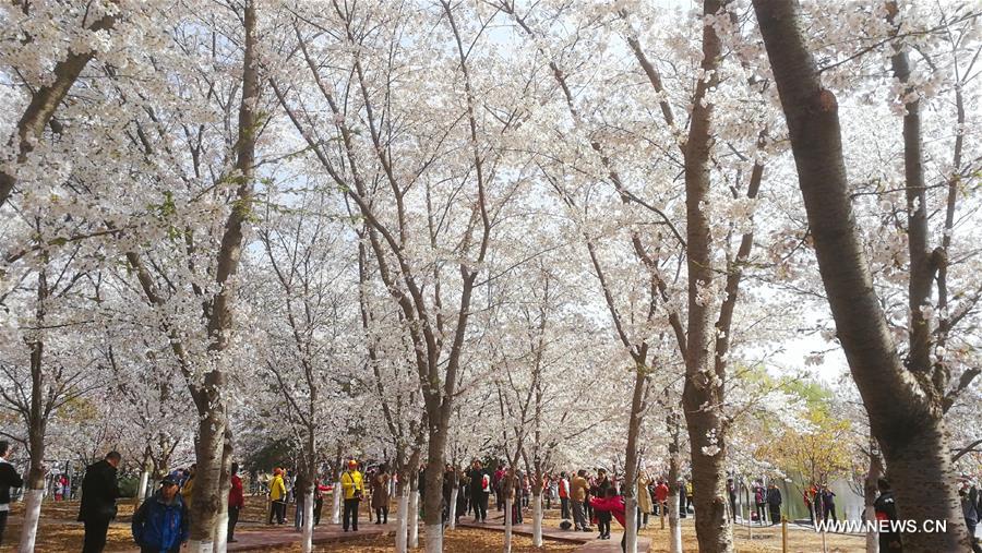 Cerisiers en fleurs à Beijing 