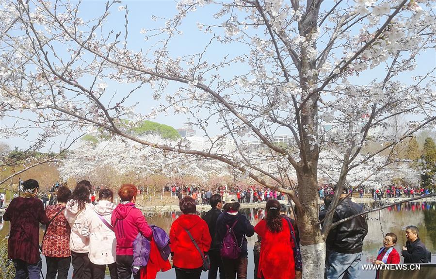 Cerisiers en fleurs à Beijing 