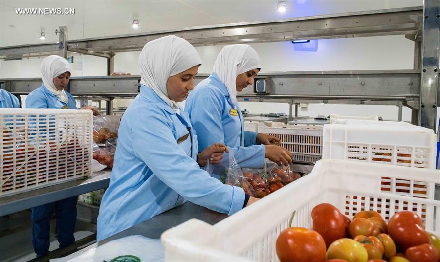 Egypte : la technologie chinoise en matière de serre utilisée dans un projet agricole conjoint