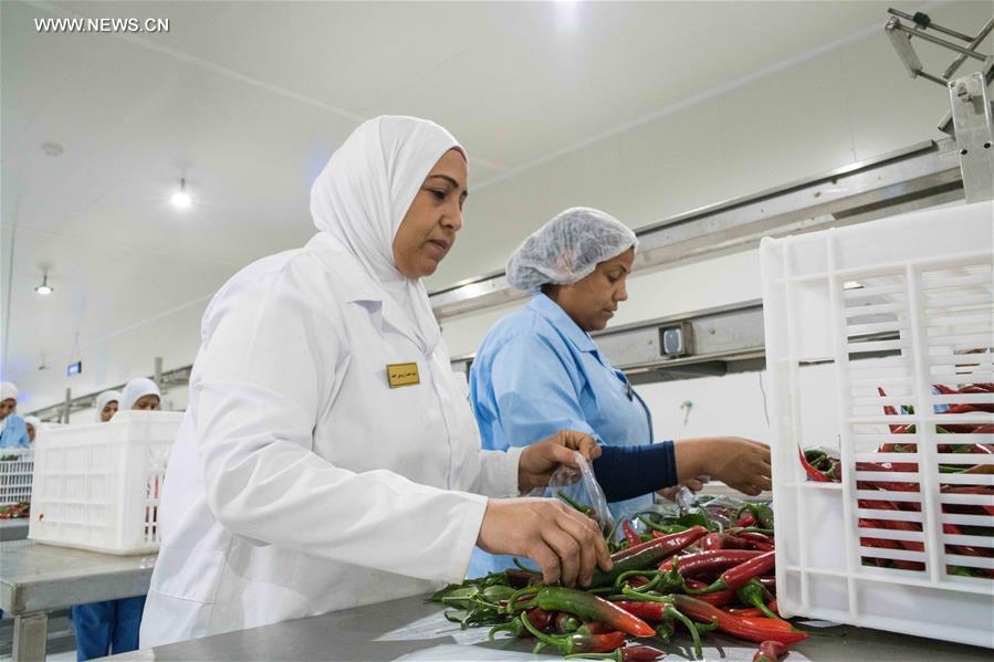 Egypte : la technologie chinoise en mati&egrave;re de serre utilis&eacute;e dans un projet agricole conjoint