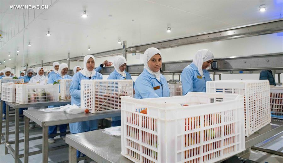 Egypte : la technologie chinoise en mati&egrave;re de serre utilis&eacute;e dans un projet agricole conjoint