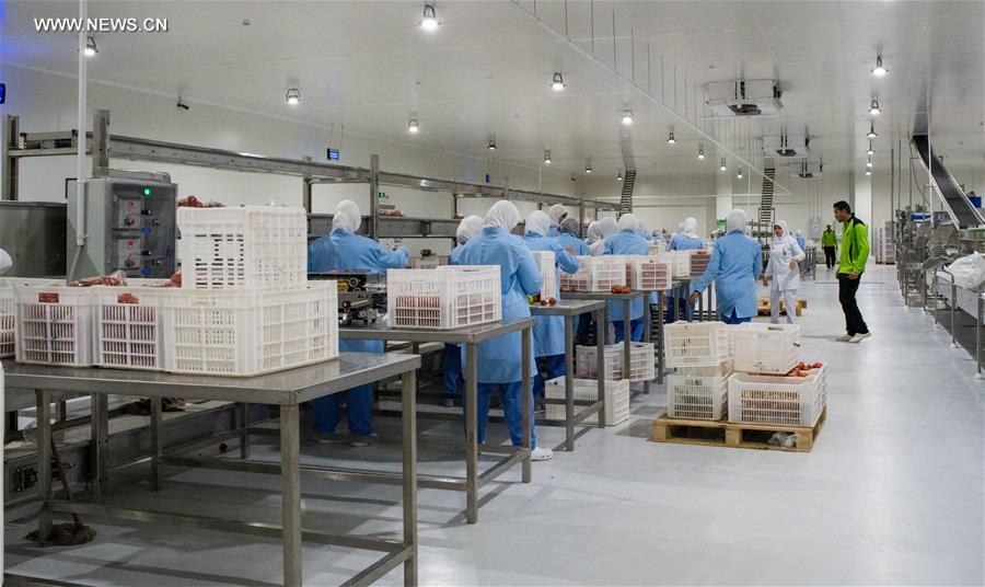 Egypte : la technologie chinoise en mati&egrave;re de serre utilis&eacute;e dans un projet agricole conjoint