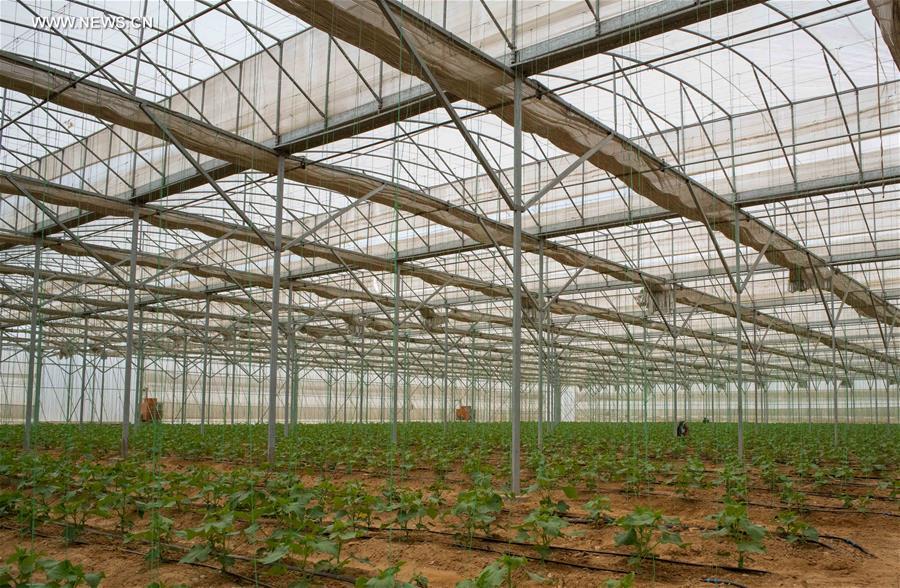 Egypte : la technologie chinoise en mati&egrave;re de serre utilis&eacute;e dans un projet agricole conjoint