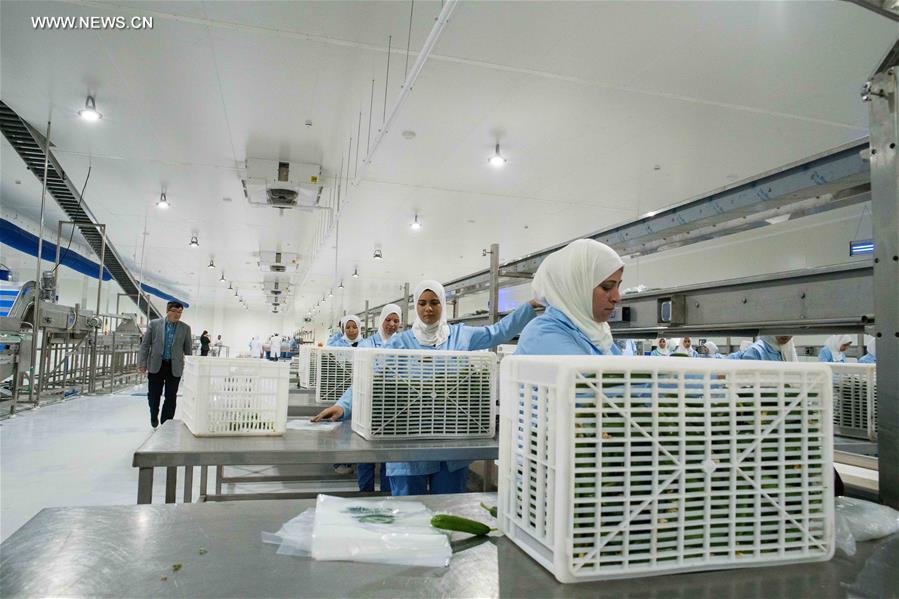 Egypte : la technologie chinoise en matière de serre utilisée dans un projet agricole conjoint