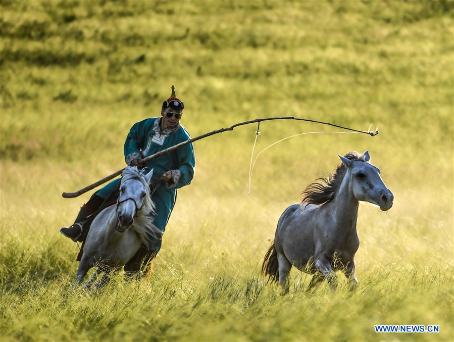 Chine : chevaux en Mongolie intérieure 