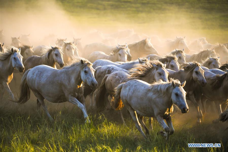 Chine : chevaux en Mongolie intérieure