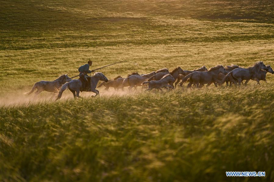 Chine : chevaux en Mongolie intérieure