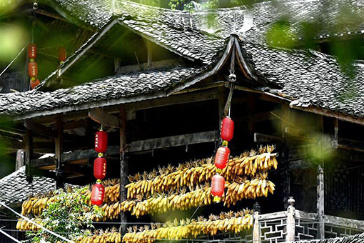 La saison de récolte dans le centre de la Chine