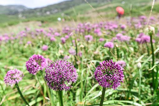 Chine : des fleurs de ciboulette sauvages dans le sud-ouest