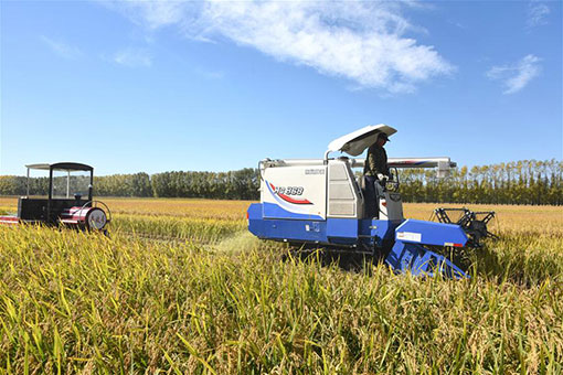 Chine: r&eacute;colte du riz au Heilongjiang