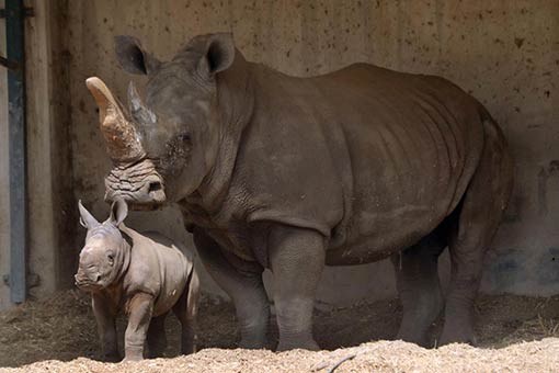 Rhinoc&eacute;ros blancs au Ramat Gan Safari Park en Isra&euml;l