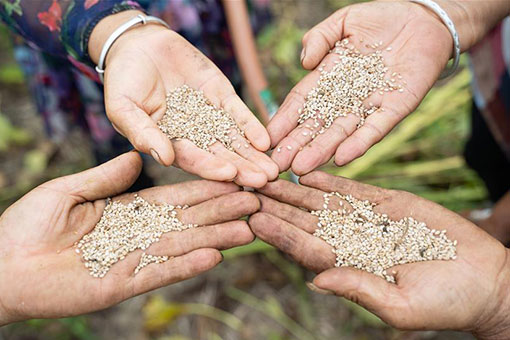 R&eacute;colte du s&eacute;same dans le centre de la Chine