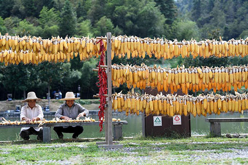 La saison de r&eacute;colte dans l'est de la Chine