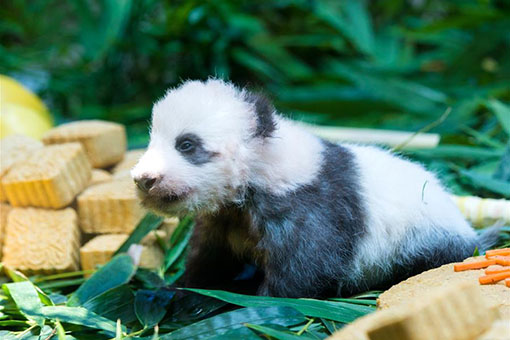 Chine: Le b&eacute;b&eacute; panda g&eacute;ant "Long Zai" fait sa premi&egrave;re apparition publique