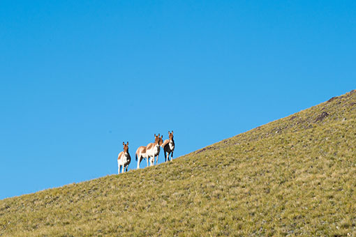 Chine: Paysage du lac Zhari Namco à Ali au Tibet