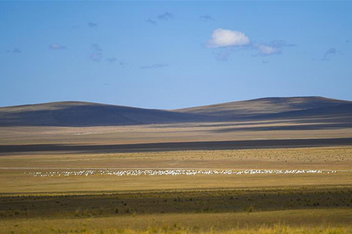 Chine : prairie en Mongolie int&eacute;rieure