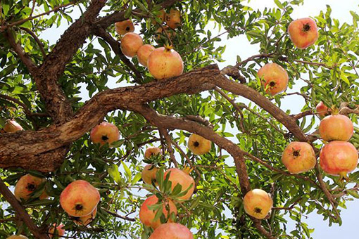 R&eacute;colte des grenades dans l'est de la Chine