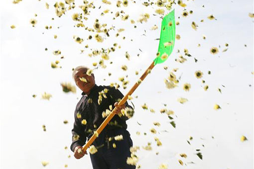 R&eacute;colte de fleurs de chrysanth&egrave;me dans l'est de la Chine